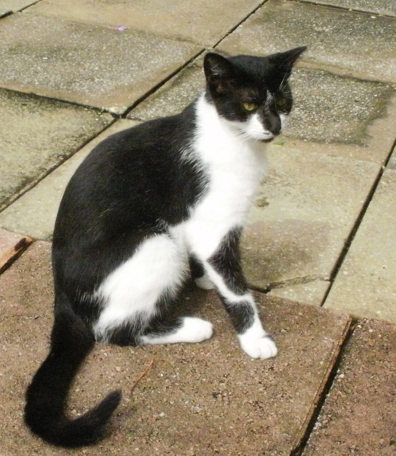 Lost cat in Fort Lauderdale, FL, 33305