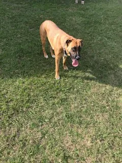 Found dog in Ocala, FL, 34482