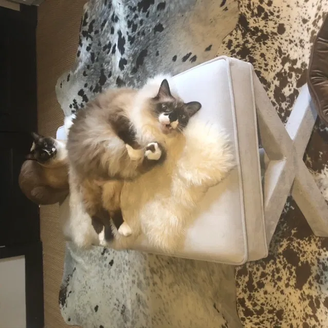 Lost cat in Austin, TX, 78757