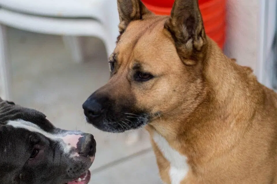 Lost dog in Bakersfield, CA, 93305