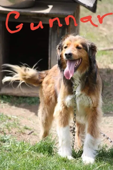 Lost dog in Tower, MN, 55790