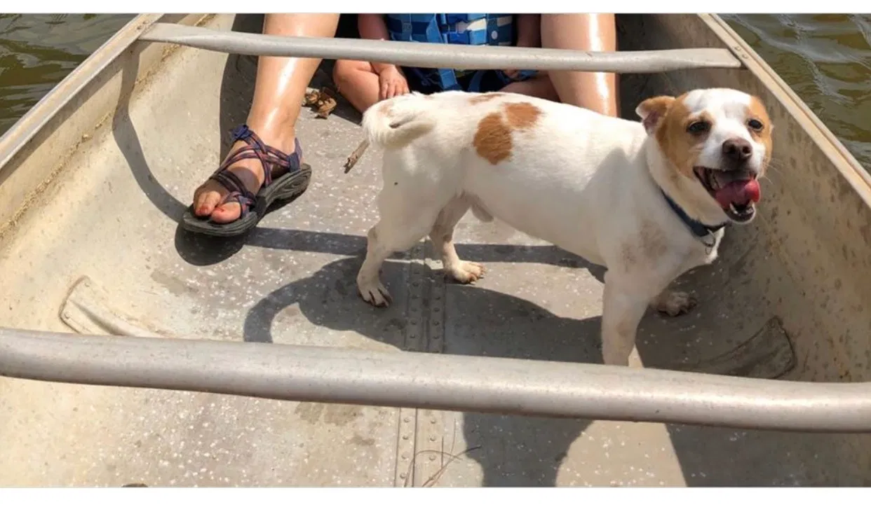 Lost dog in Dallas, GA, 30132