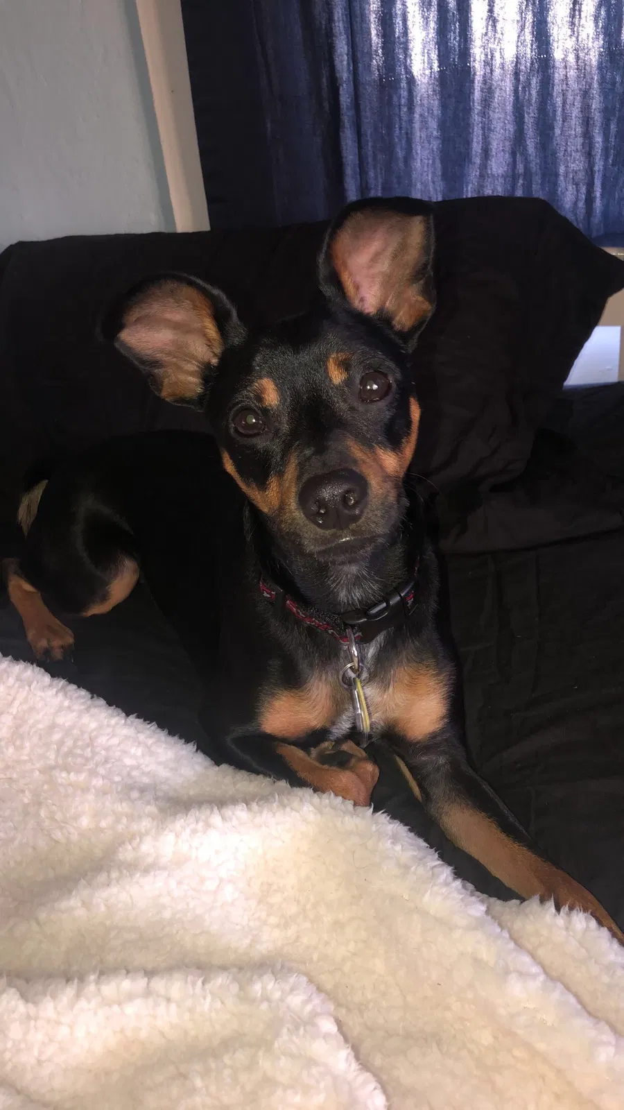 Lost dog in Willmar, MN, 56201