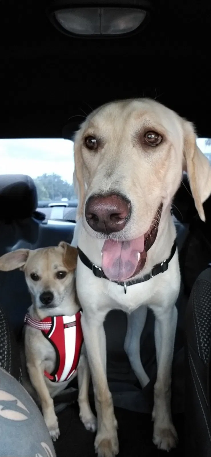 Lost dog in Tampa, FL, 33619