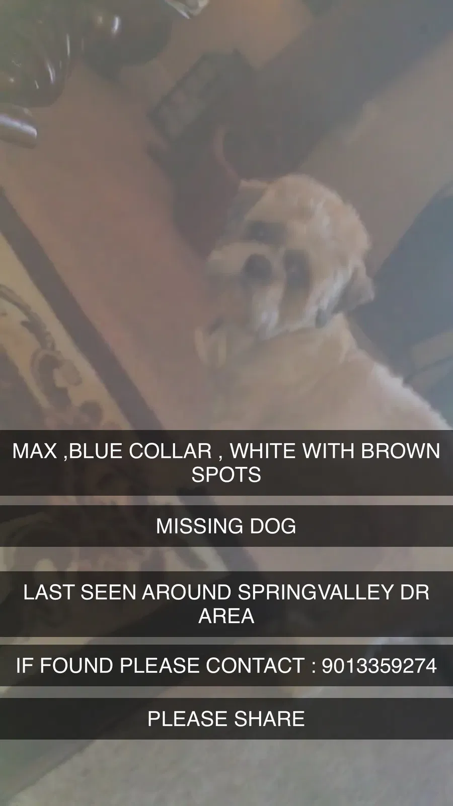Lost dog in Memphis, TN, 38128