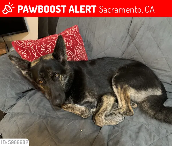 Lost dog in Sacramento, CA, 95829