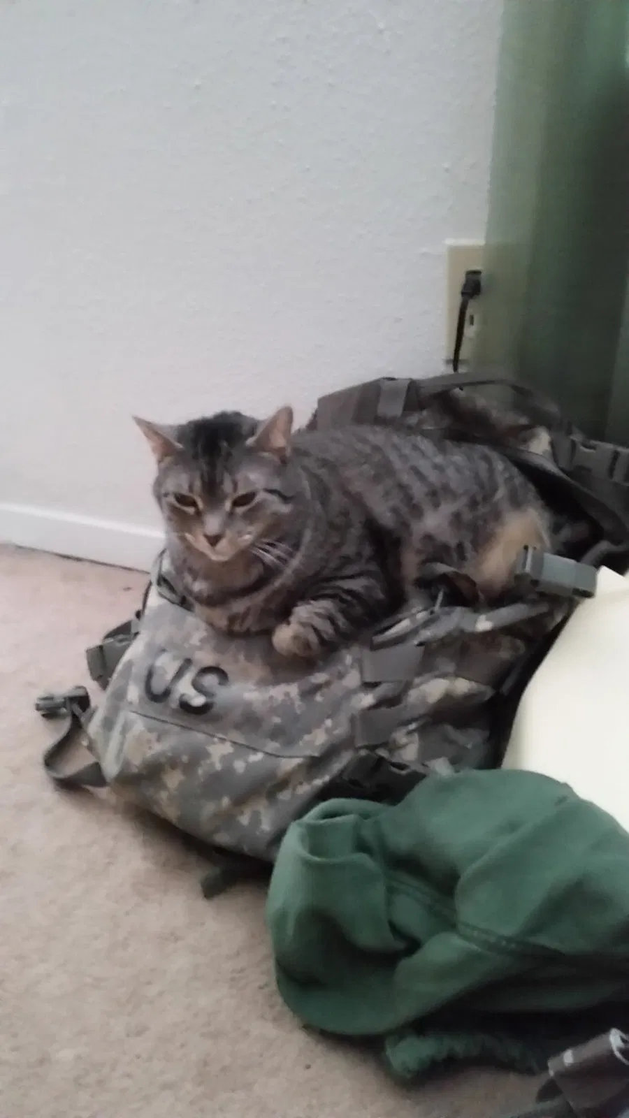 Lost cat in Purvis, MS, 39475
