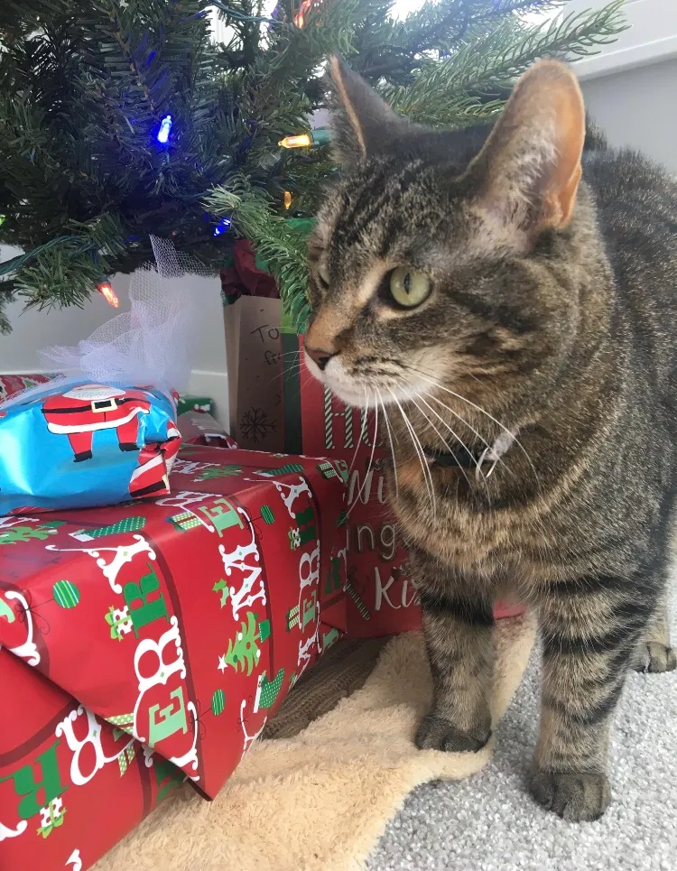 Lost cat in Rockford, MI, 49341
