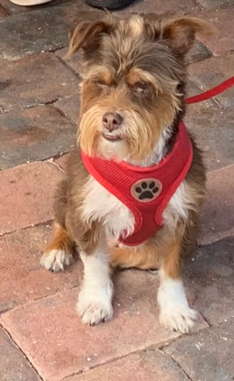 Lost dog in Marco Island, FL, 34145