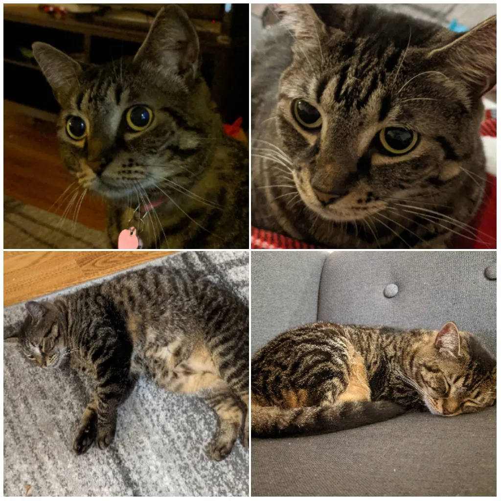 Lost cat in Dunnellon, FL, 34434