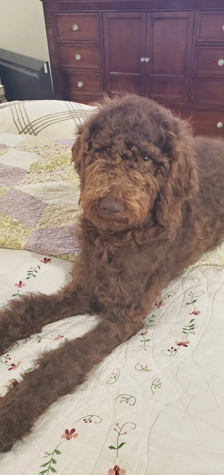 Lost dog in Cohutta, GA, 30710