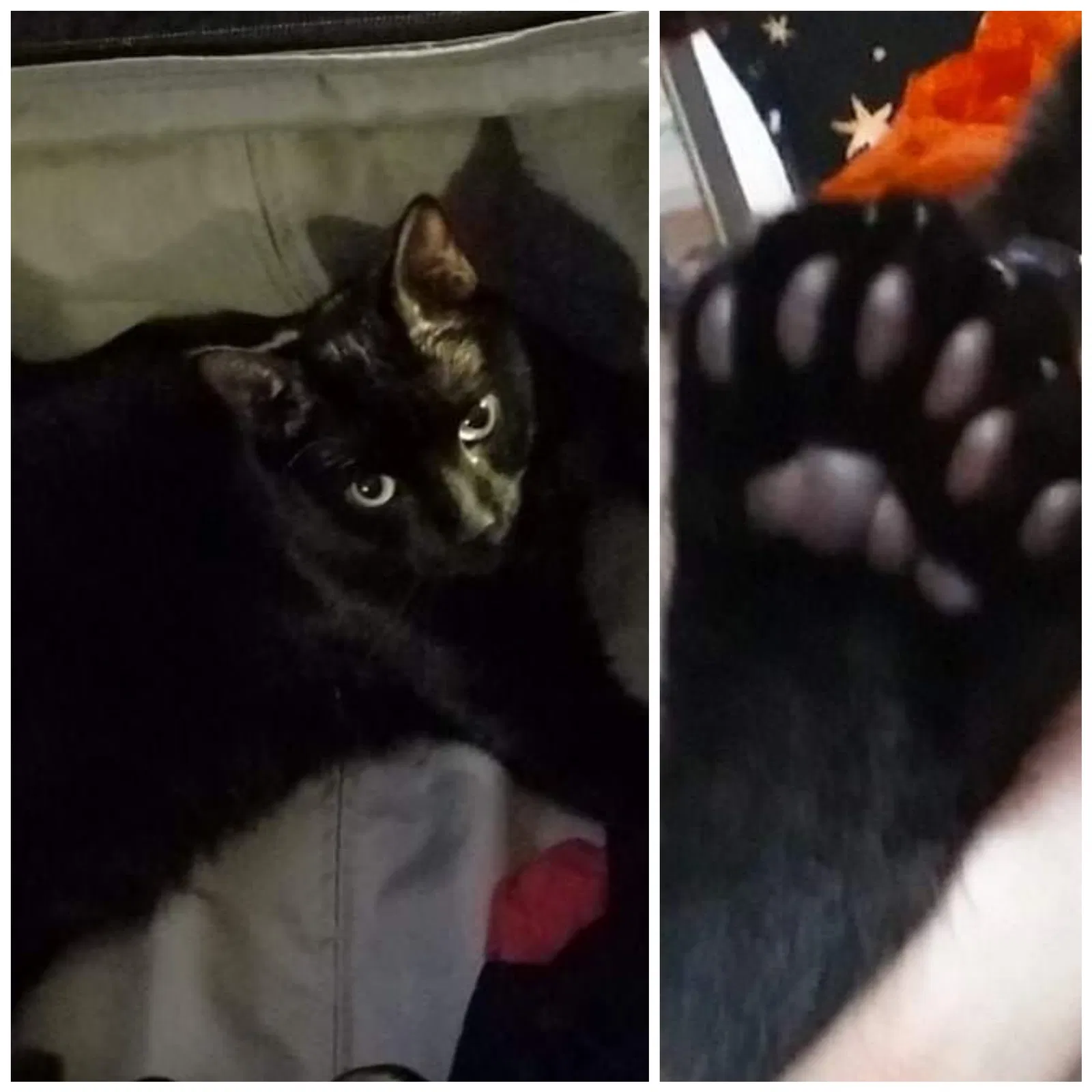 Lost cat in Lynnwood, WA, 98036