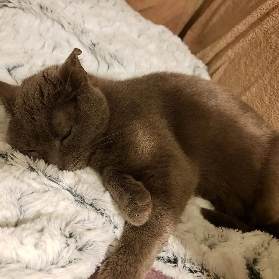 Lost cat in Derry, PA, 15627