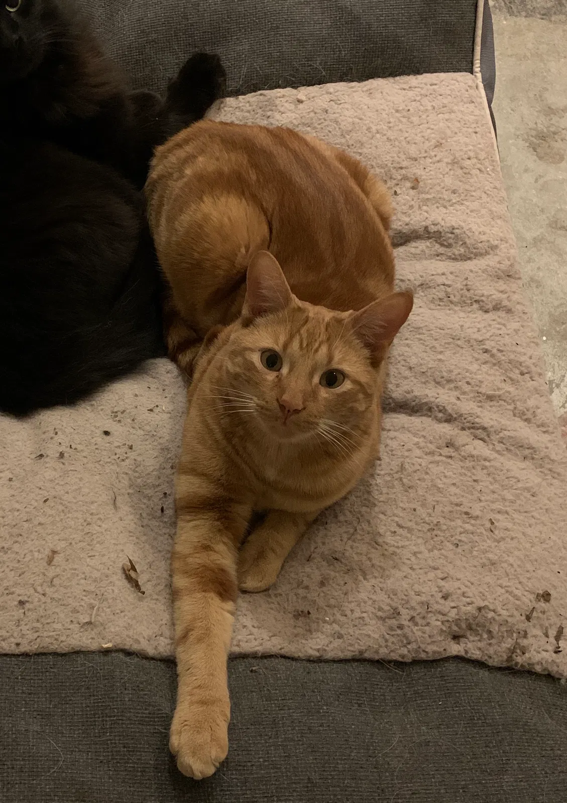 Lost cat in Madison, OH, 44057