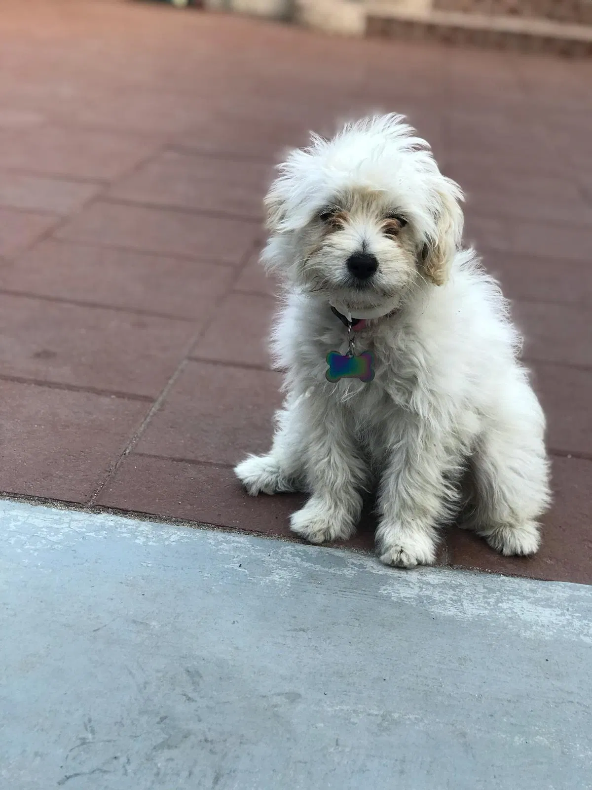 Lost dog in Los Angeles, CA, 90002