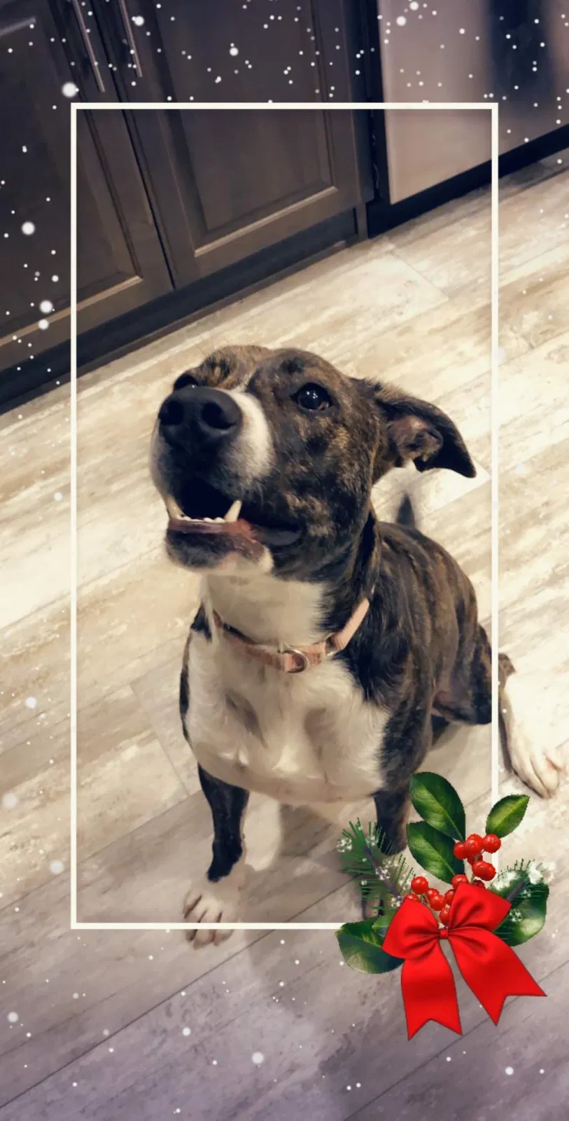Lost dog in Moreno Valley, CA, 92553