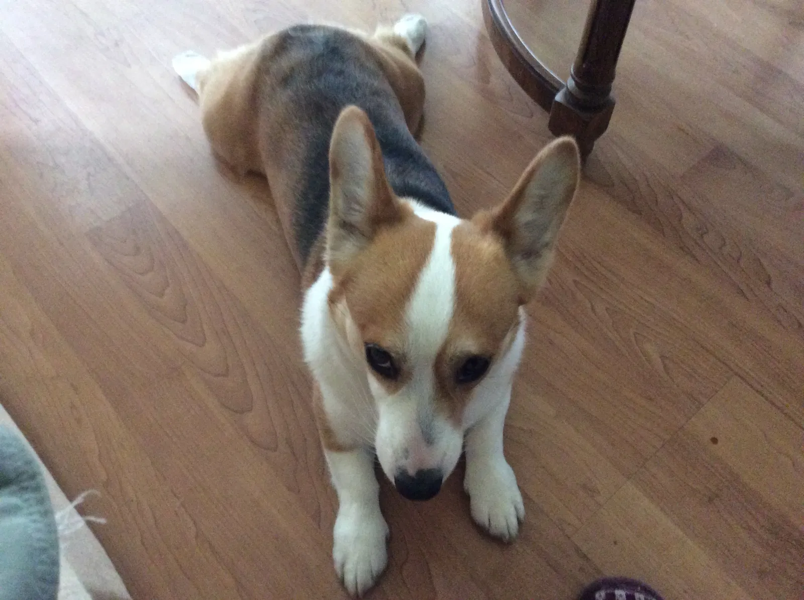 Lost dog in Hayward, CA, 94544