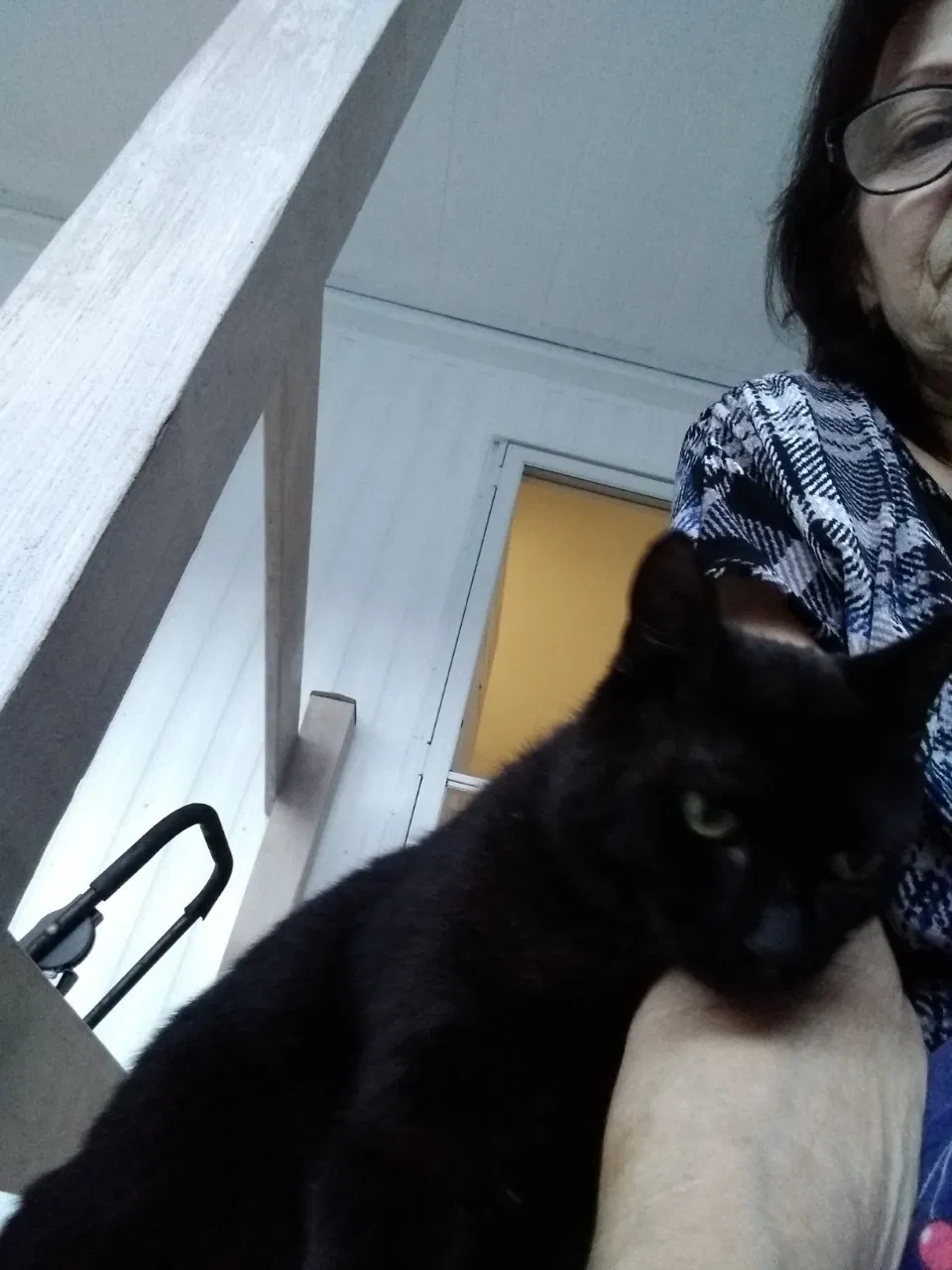 Lost cat in Ocala, FL, 34479