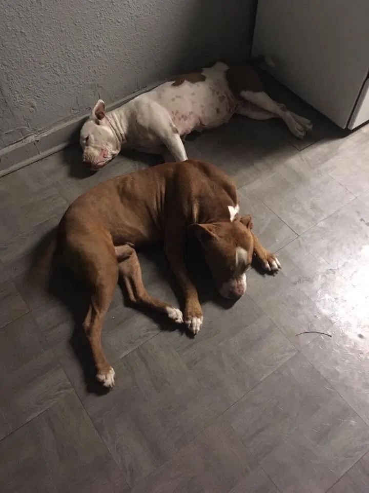 Lost dog in Corpus Christi, TX, 78417