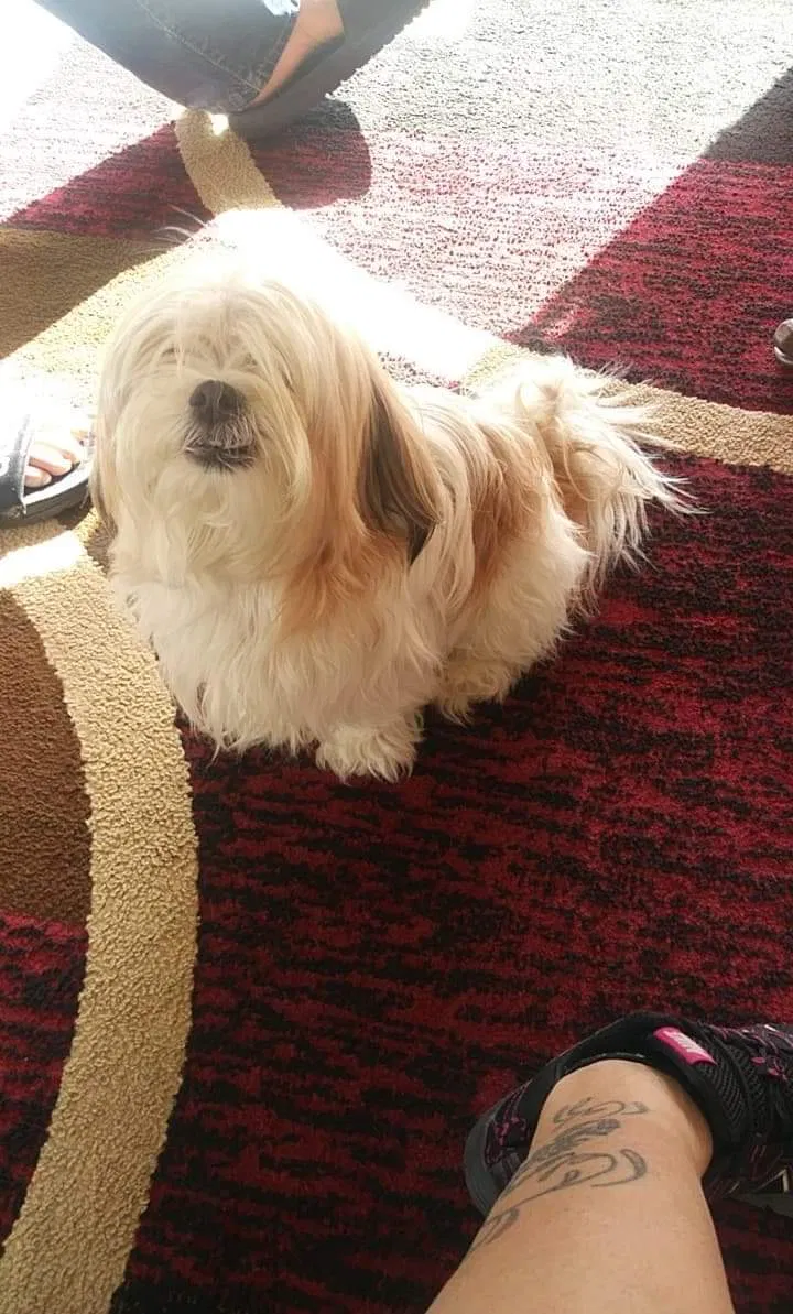 Lost dog in Cape Coral, FL, 33991
