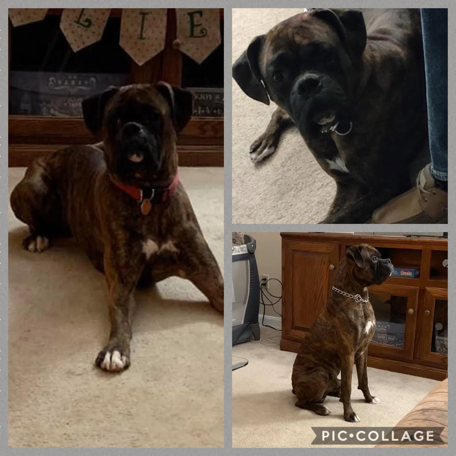 Lost dog in Maurice, LA, 70555