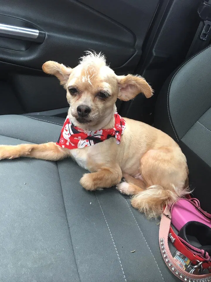Lost dog in Hamilton, OH, 45013