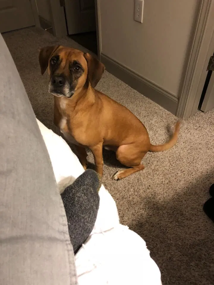 Lost dog in Lebanon, TN, 37087