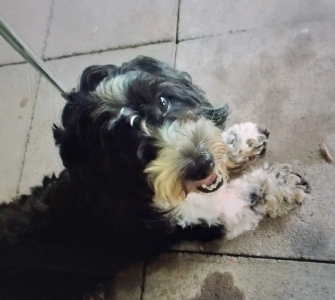 Lost dog in Houston, TX, 77075
