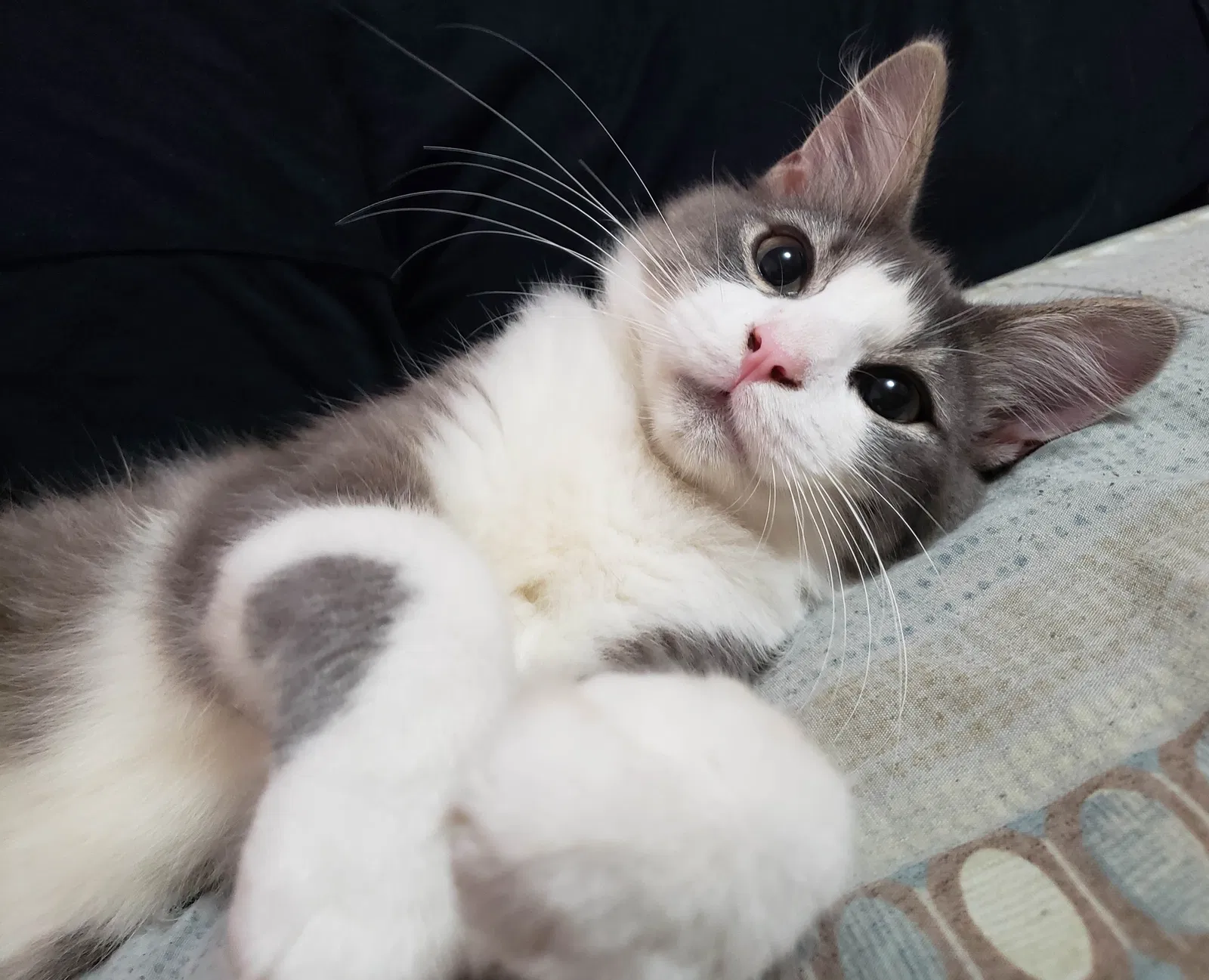 Lost cat in Beaumont, TX, 77708