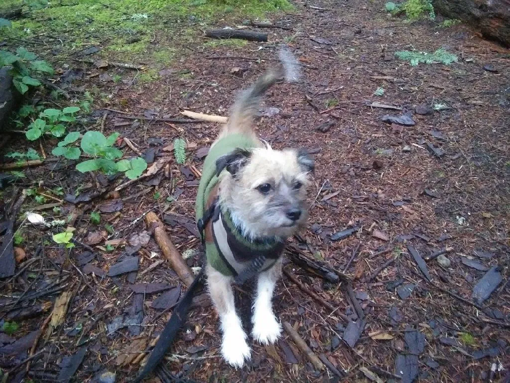 Lost dog in Steilacoom, WA, 98388