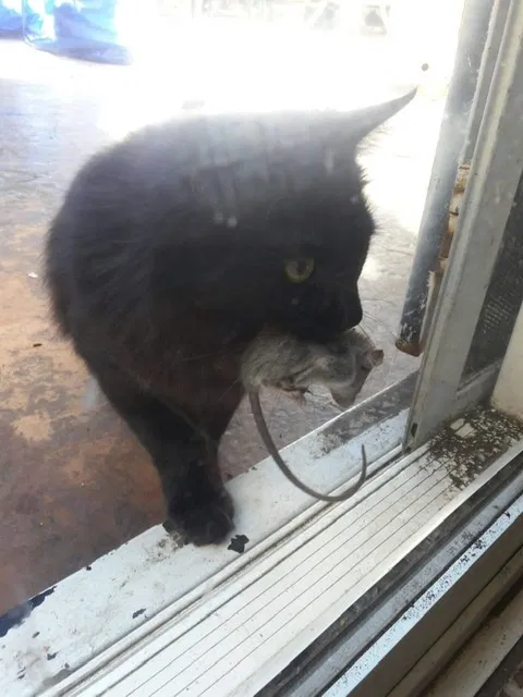 Lost cat in Sylmar, CA, 91342