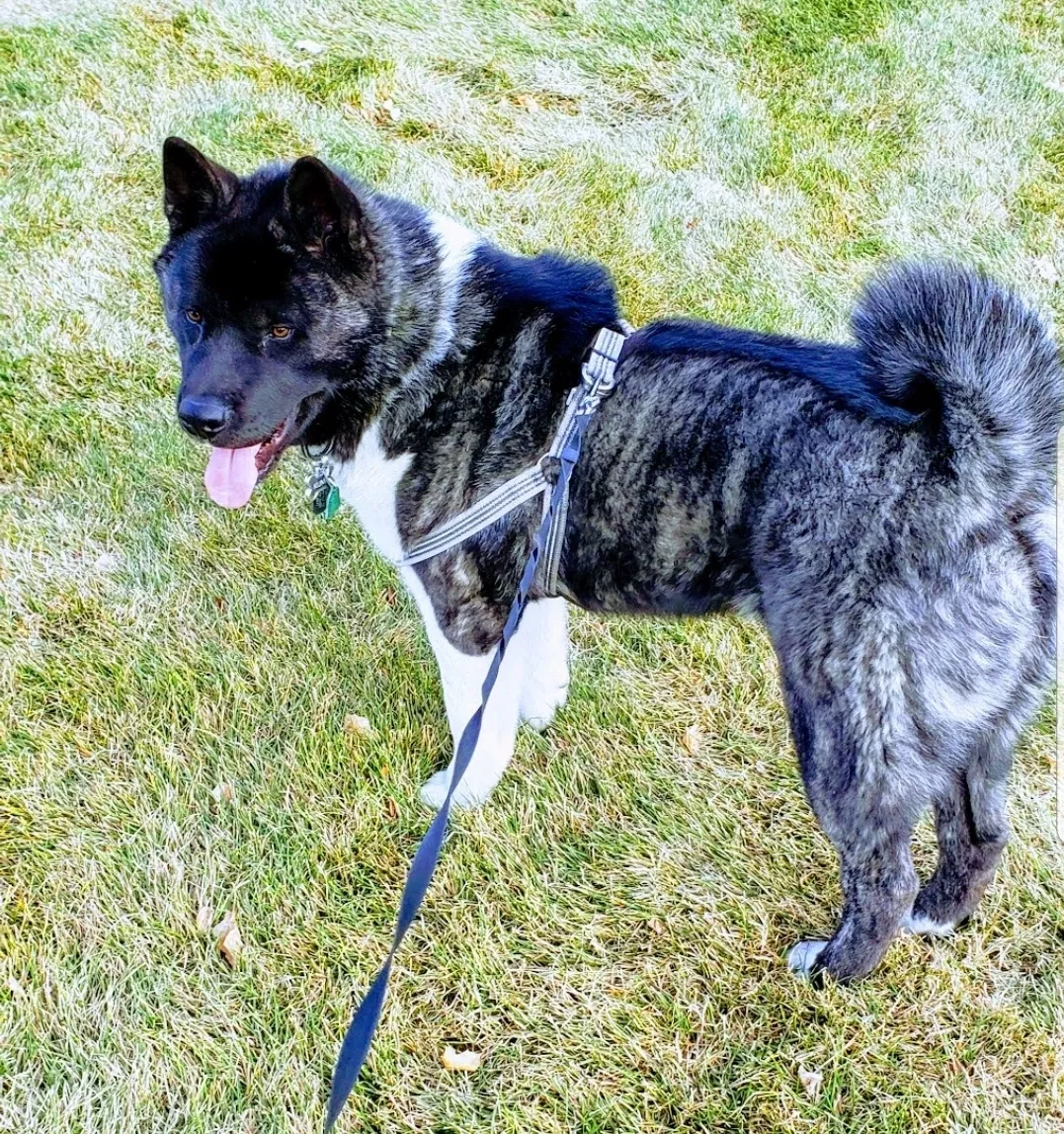 Lost dog in Aurora, CO, 80017