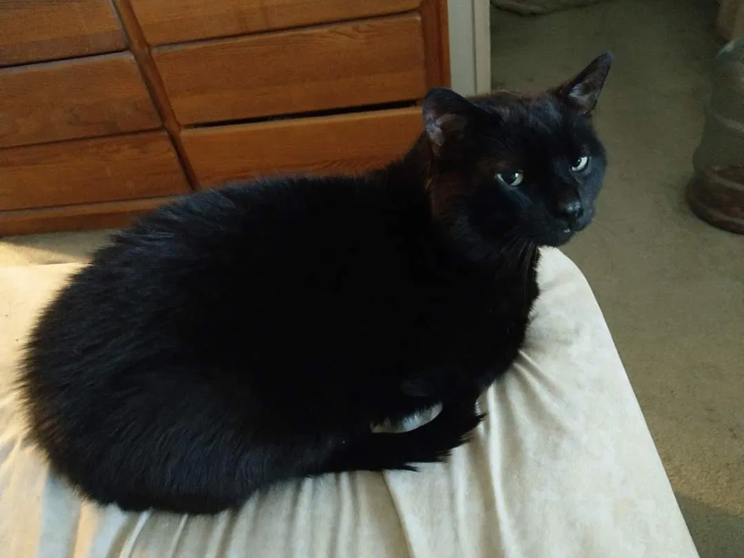 Lost cat in Yorba Linda, CA, 92886