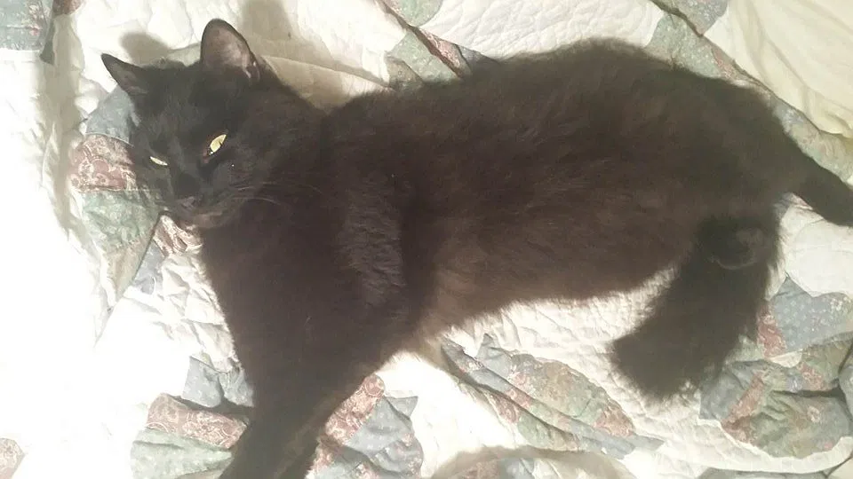 Lost cat in Ocala, FL, 34479