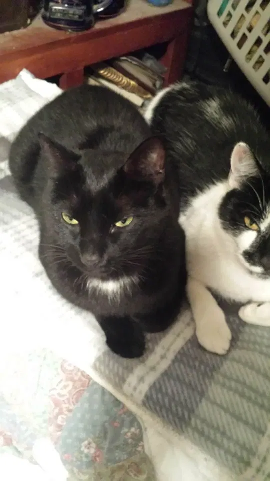 Lost cat in Ocala, FL, 34479