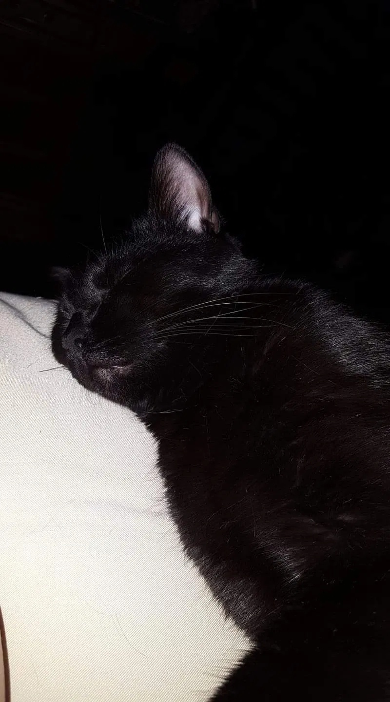 Lost cat in Midlothian, VA, 23112
