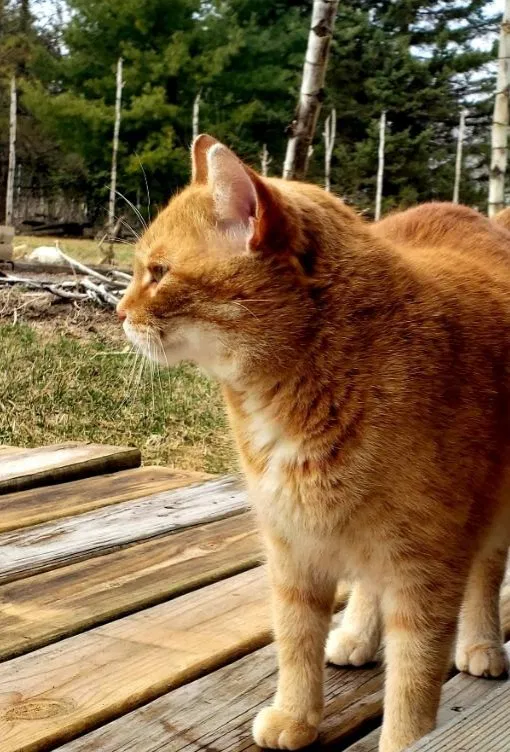 Lost cat in Sussex, WI, 53089