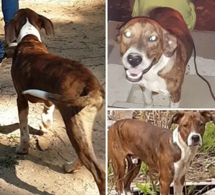 Lost dog in Forsyth, GA, 31029