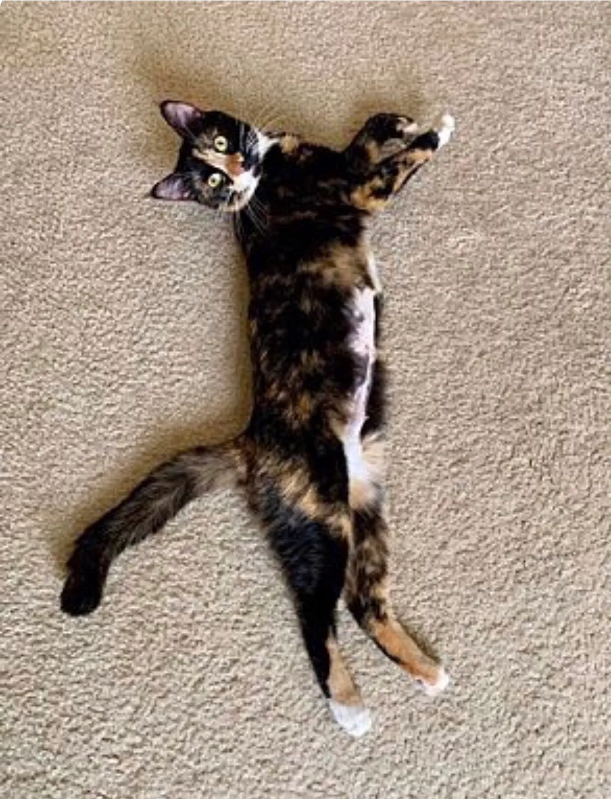 Lost cat in Mechanicsville, VA, 23116
