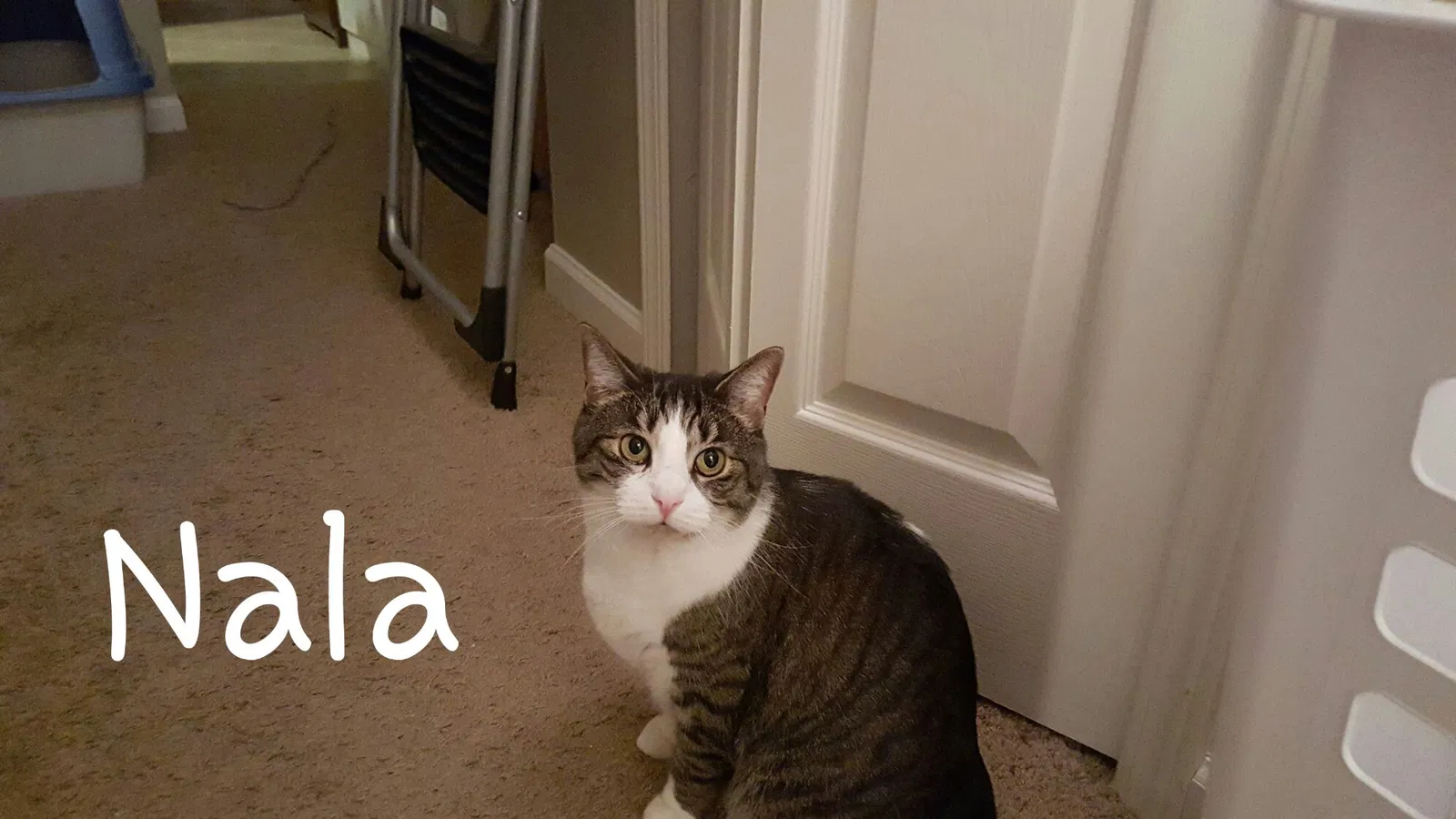 Lost cat in Reynoldsburg, OH, 43068