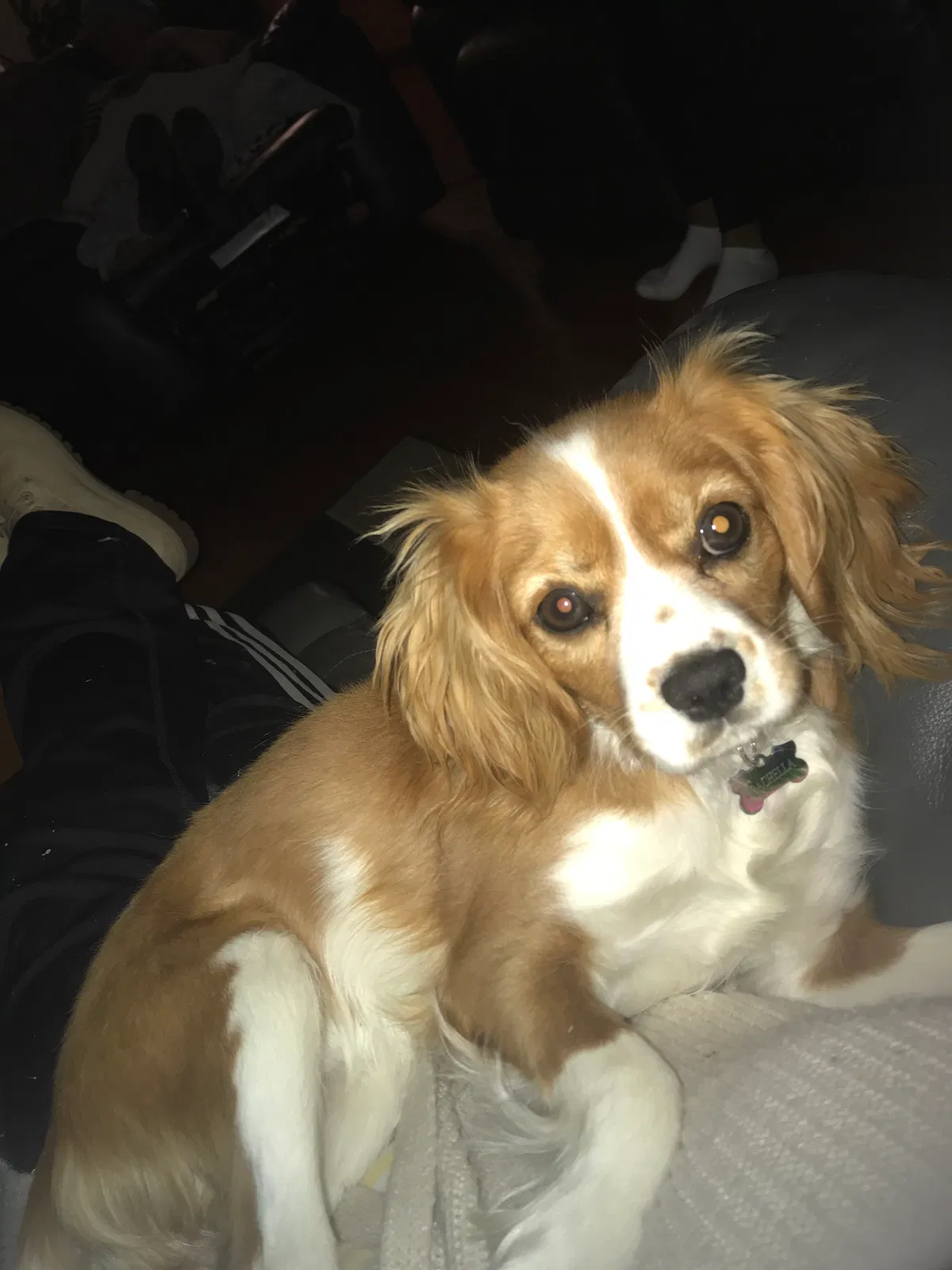 Lost dog in Oak Lawn, IL, 60453