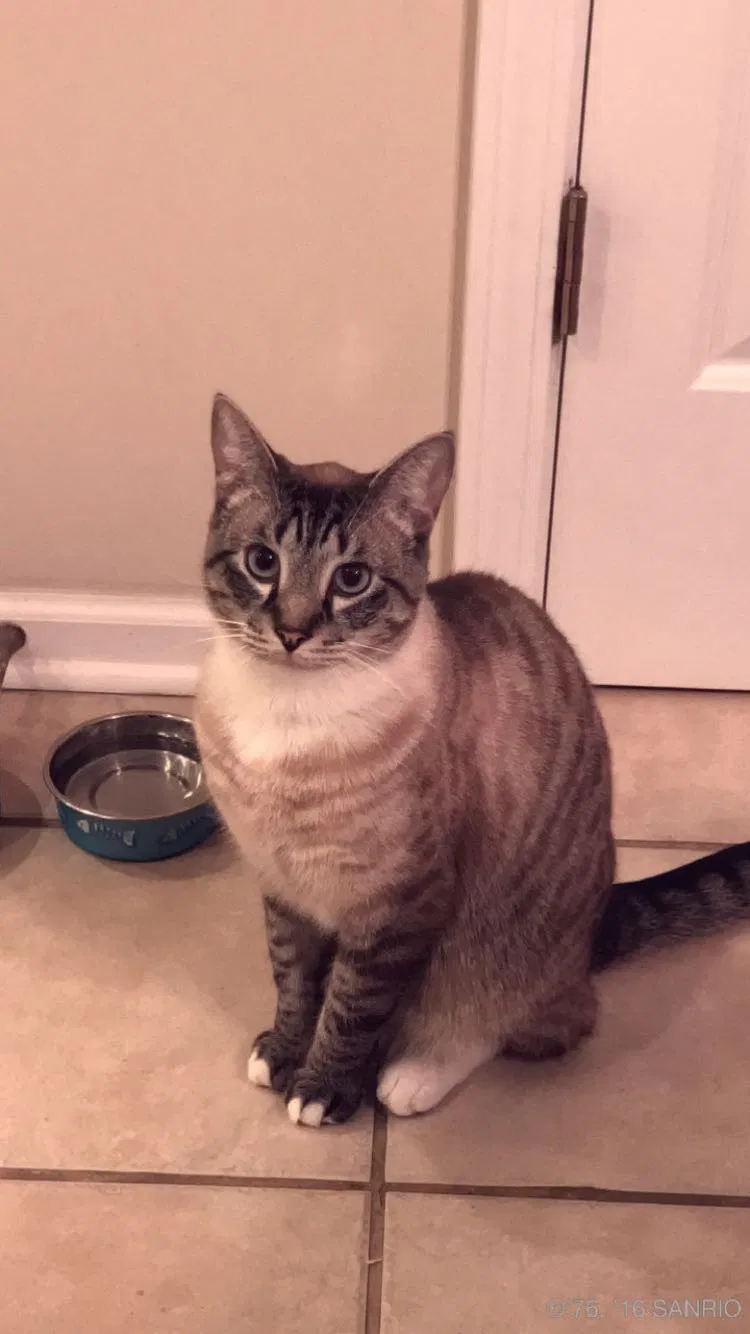Lost cat in Boiling Springs, SC, 29316
