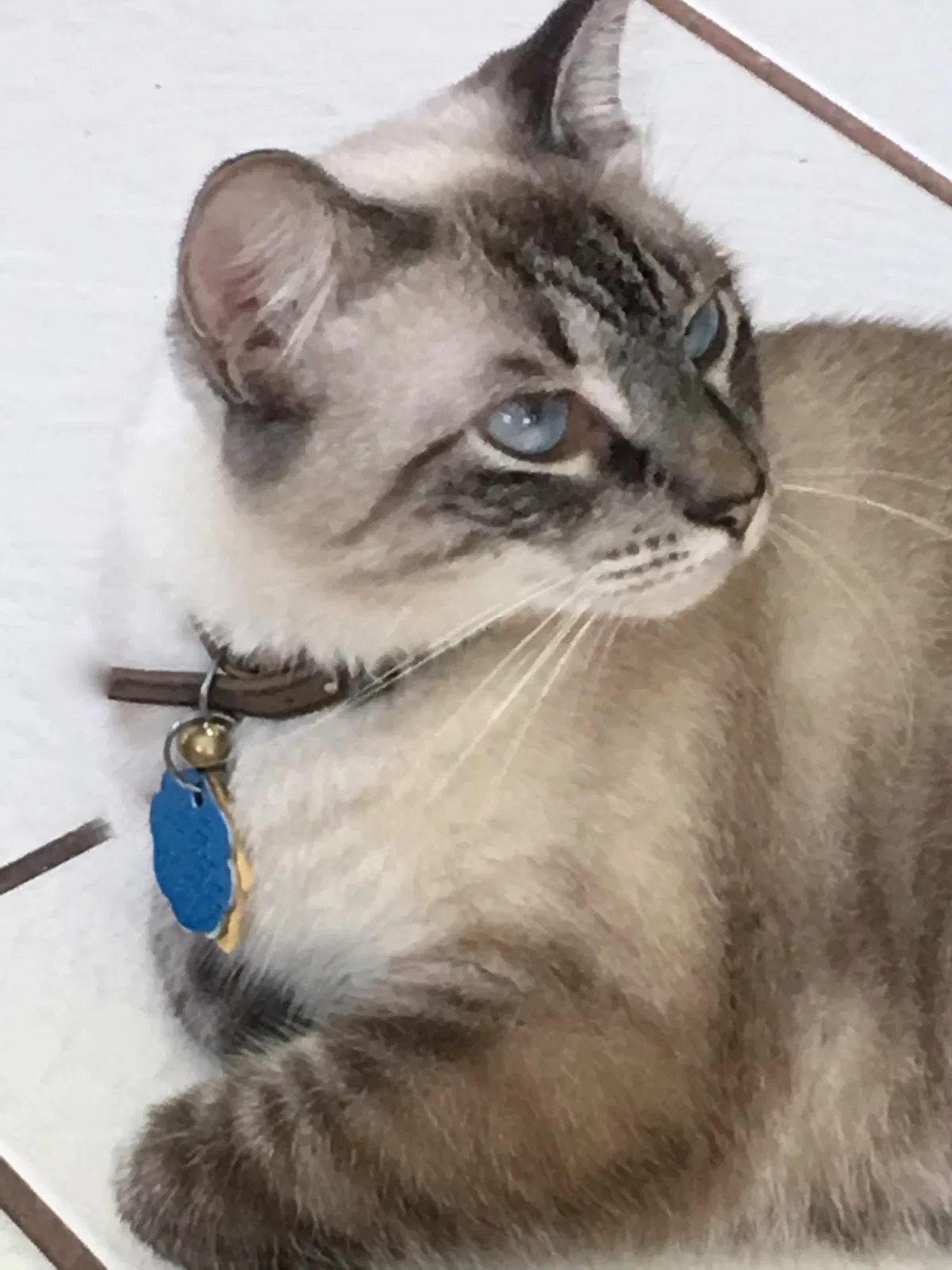 Lost cat in Winter Park, FL, 32789