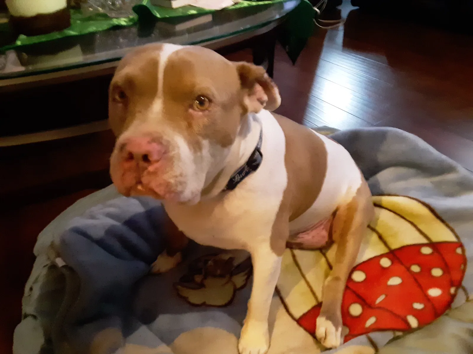 Lost dog in Los Angeles, CA, 90019