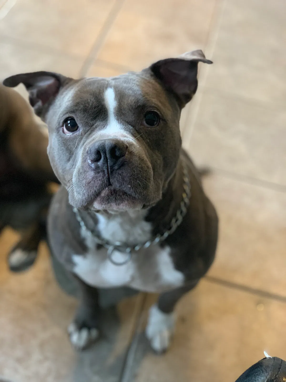 Lost dog in West Hartford, CT, 6107