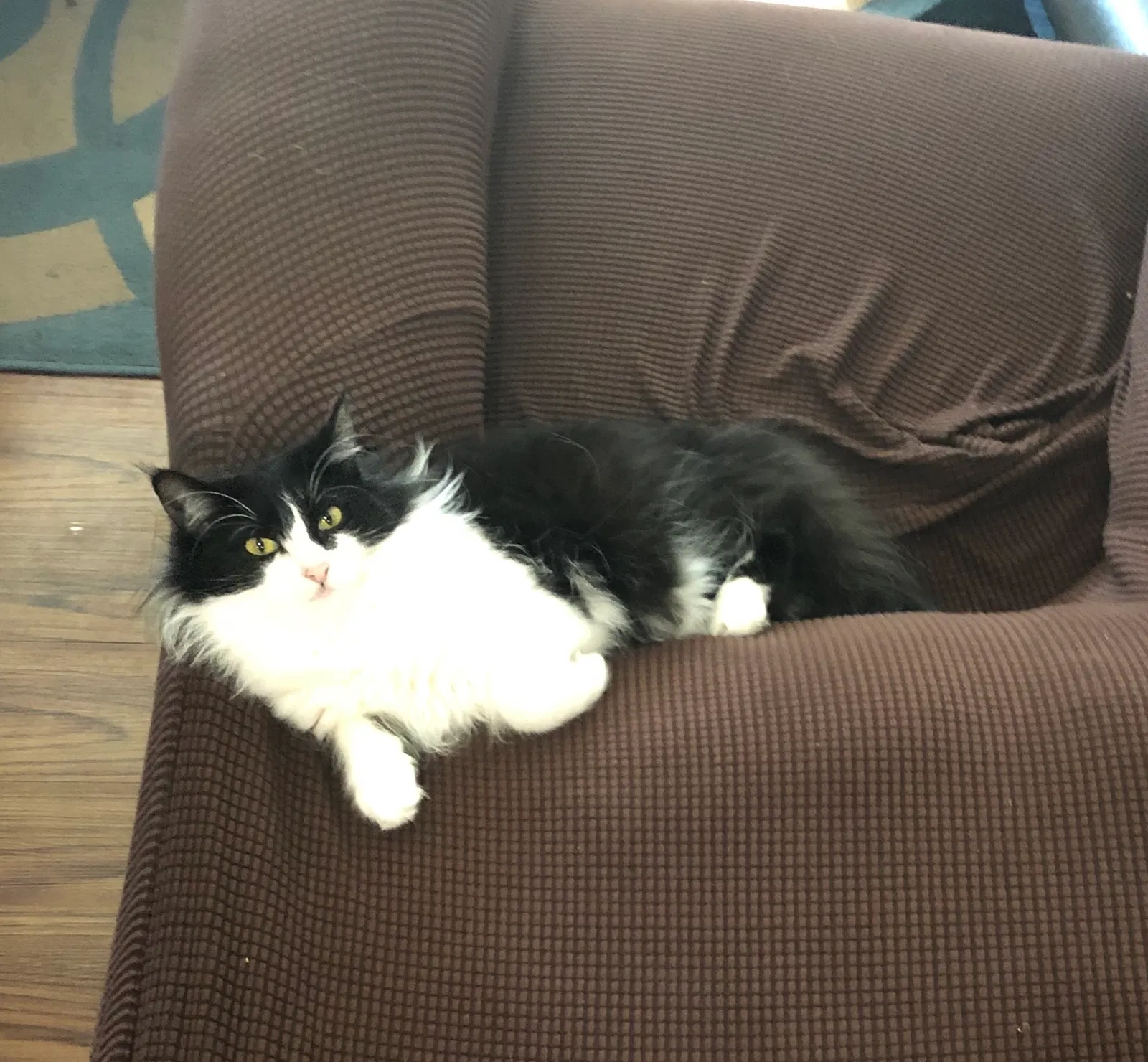 Lost cat in Rancho Palos Verdes, CA, 90275