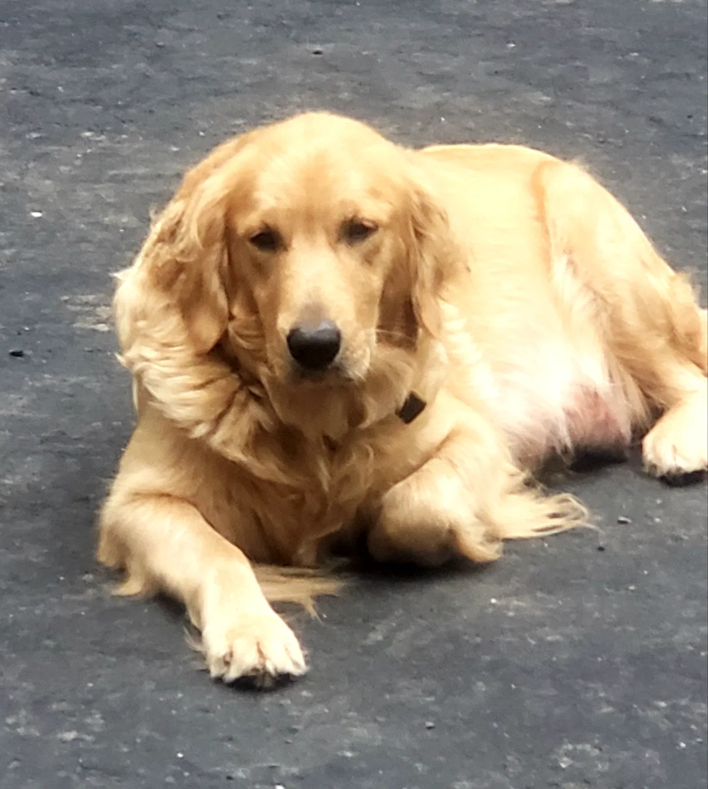 Lost dog in Isanti, MN, 55040