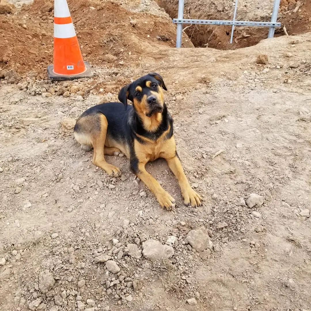 Lost dog in Crane, MO, 65633