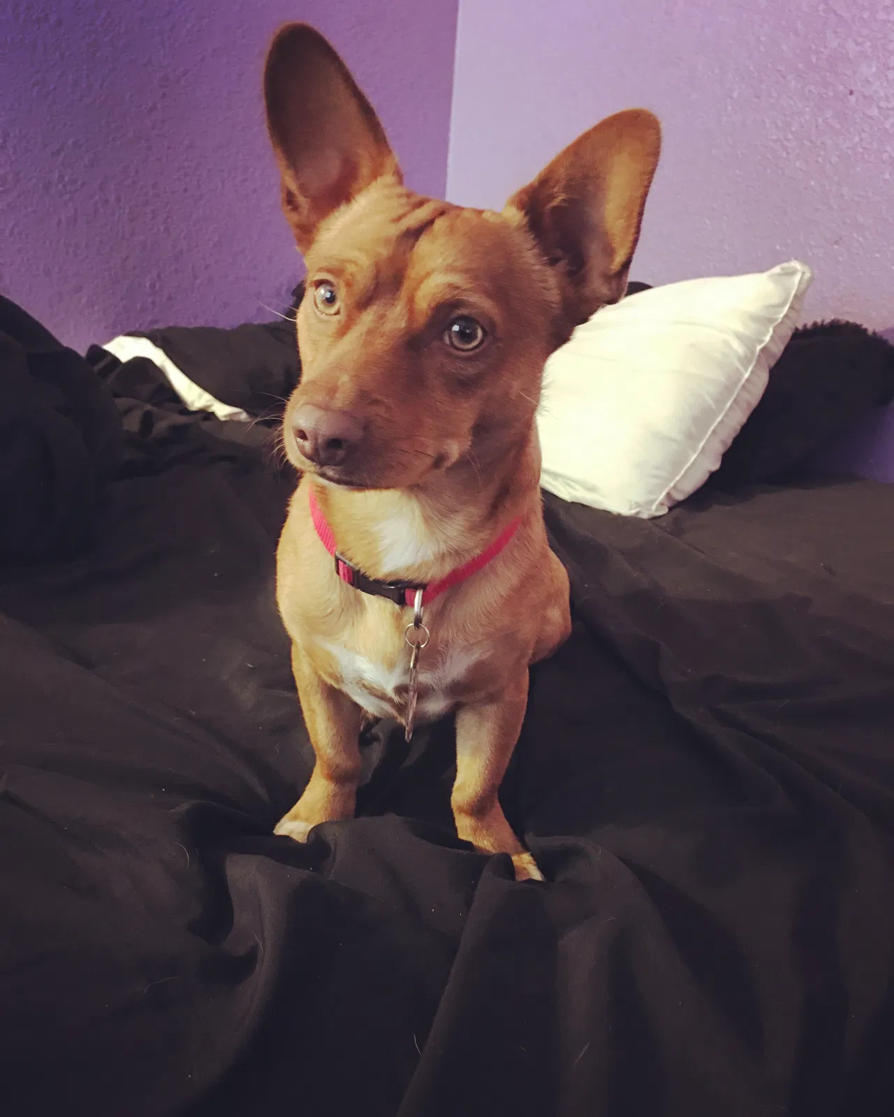 Lost dog in Avondale, AZ, 85392