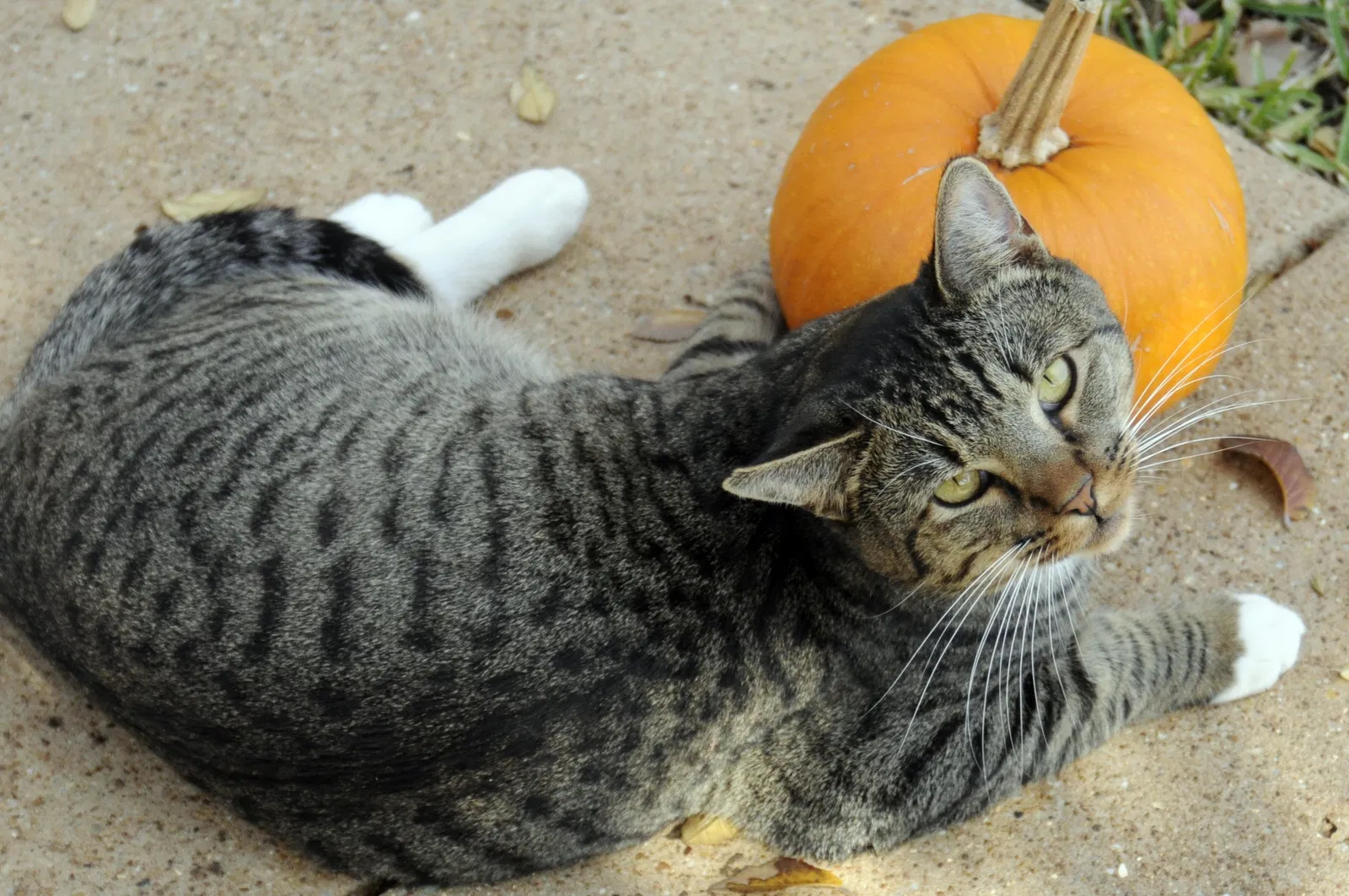 Lost cat in Fort Worth, TX, 76110